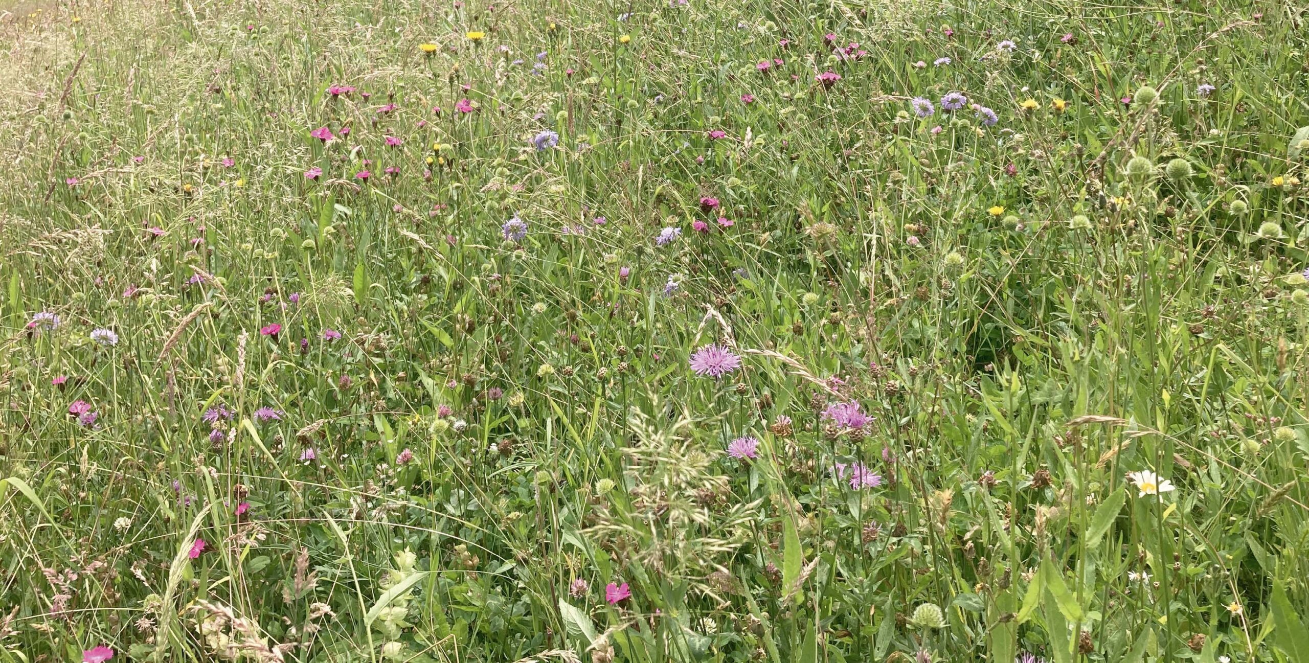 Blumenwiese